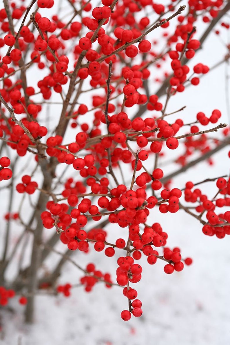 падуб (остролист) – holly.