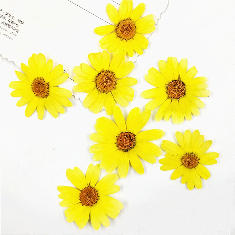 ✪ 100Pcs Real Natural Dried Pressed Flowers White Daisy Pressed