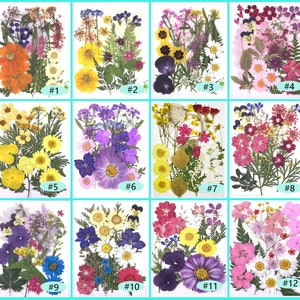 Dried Pressed Flowers for Crafts Pressed Flowers Mix Pack Dry Pressed  Flower Art Dried Real Flowers Card Making 145x106mm HM1027 