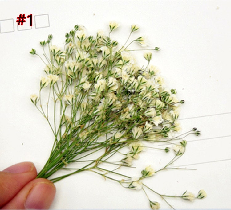 8 Colors Pressed Dry Baby's Breath Flowers Gypsophila Etsy