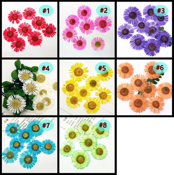 Reofrey 70 Pcs Real Dried Pressed Flowers, Natural Daisies Pressed Real Flowers Mixed Multiple Dry Flower and Leaves Set for DIY Candle Decoration