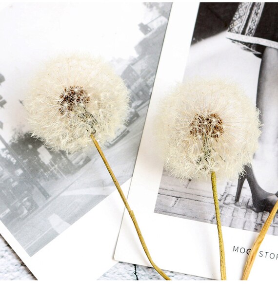 Natural Dandelion dried flowerDIY dandelion dried Etsy