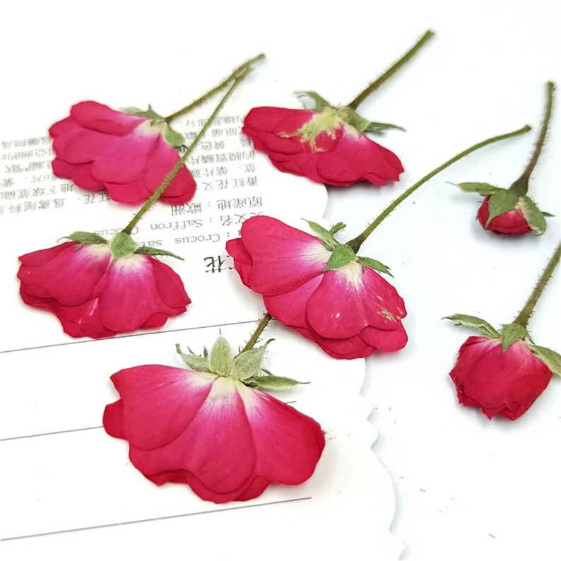 Real Dry Pressed Flower Natural Chinese Rose Dried Preserved - Etsy