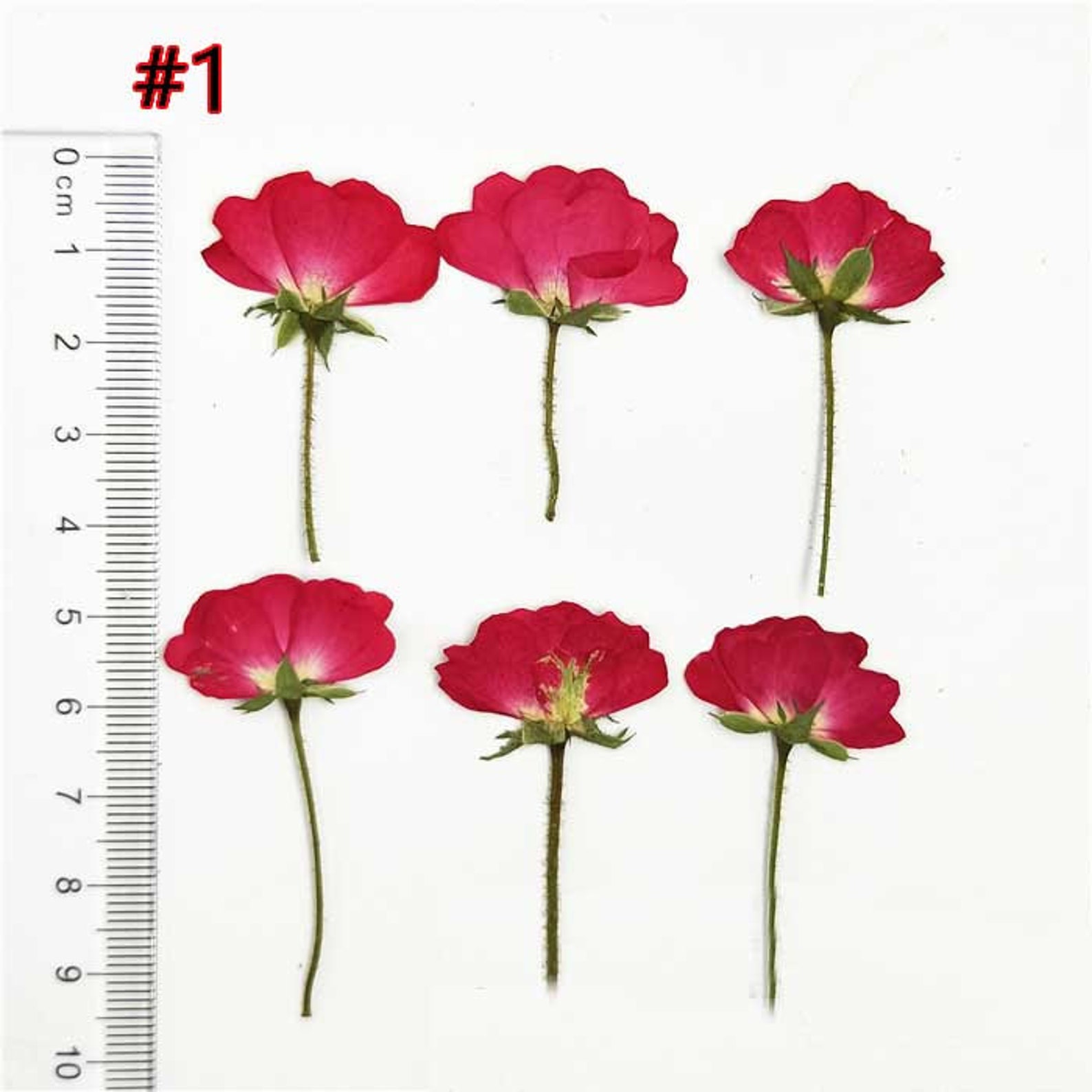 Real Dry Pressed Flower Natural Chinese Rose Dried Preserved - Etsy