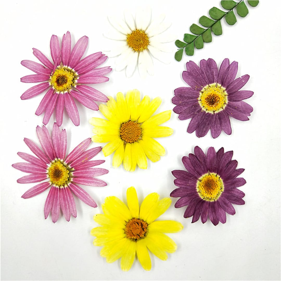 Pink Daisy Pressed Real Dried Flowers (6 pieces)