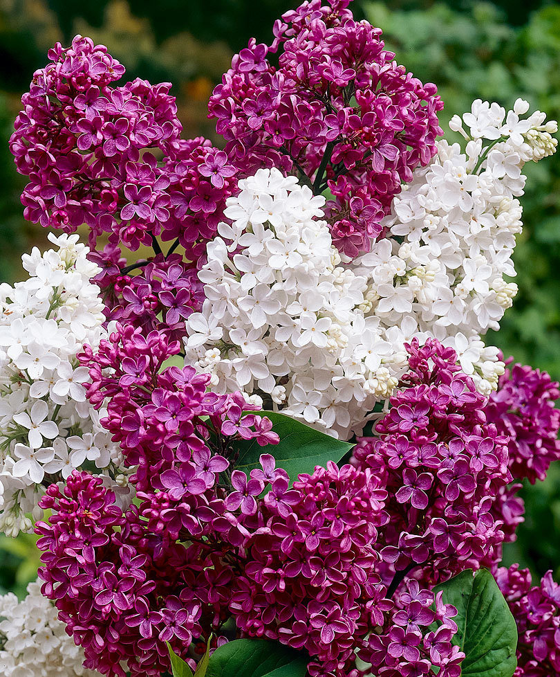 LILAC Flower seeds. 100 seeds. mixed colors. Etsy