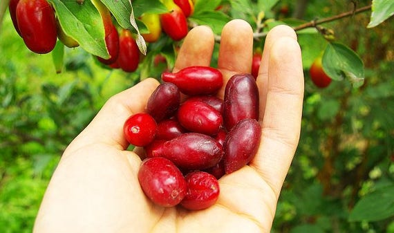 Cornelian Cherry Seeds Rare Fruit Seeds Cornelian Cherry Tree Cornus Dogwood