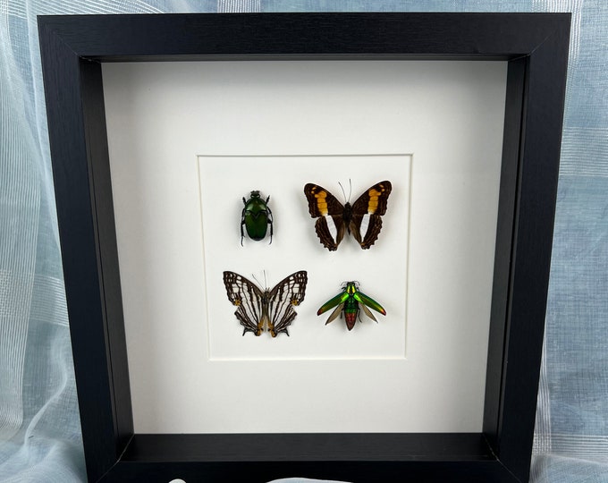 One-of-a-Kind Butterfly and beetle Art - Adelpha Cytherea, Cyrestis Maelanis, Buprestidae, Ischiopsopha Frame Display