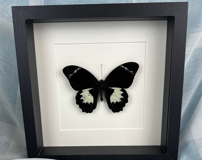 Real butterfly Papilio Gambrisius Colossus