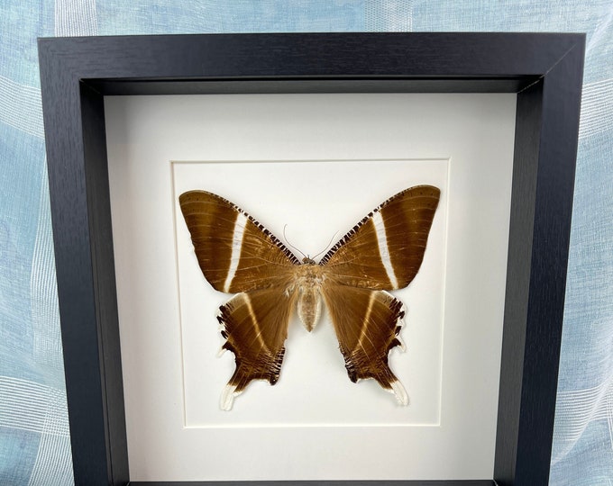 Framed real moth Lyssa Menoetius