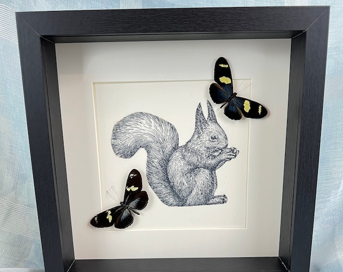 Framed real butterflies blue Heliconius and a squirrel print