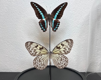 2 real butterflies Graphium Sarpedon and Idea Leuconoe