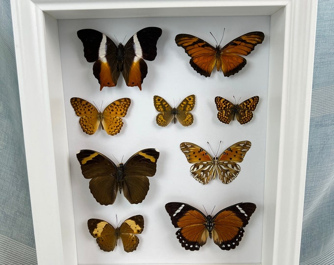 Real butterflies brown mix in frame