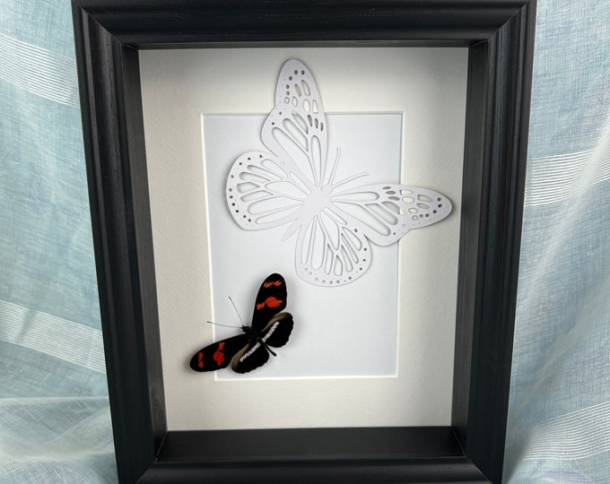 Real butterfly Heleconius and butterfly print in frame