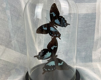 Small butterfly domes