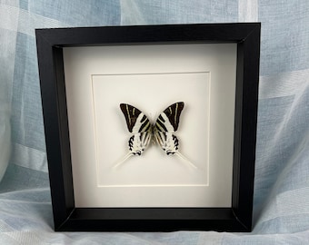 Framed real butterfly Graphium Androcles