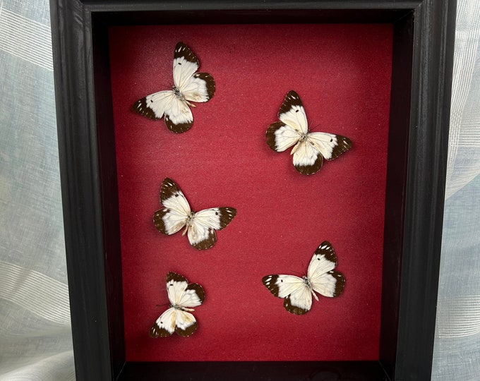 Real butterflies in frame