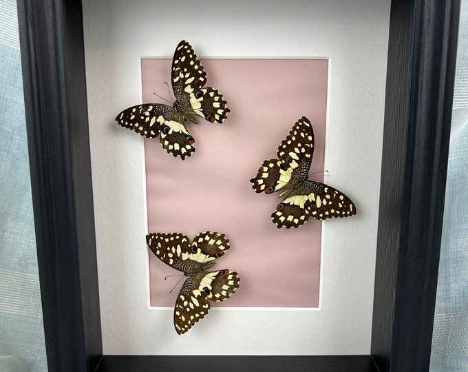 Framed real butterflies Papilio Demoleus