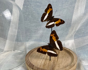 Real butterflies Adelpha Cytherea in dome