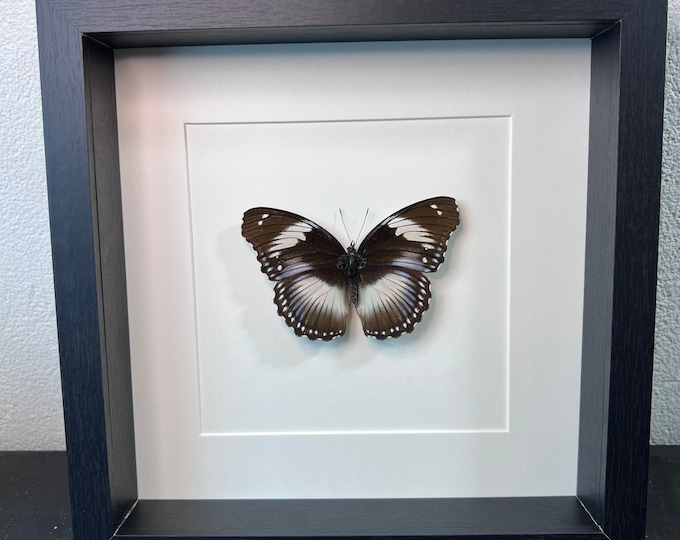 Framed real butterfly Hypolimnas Monteironis