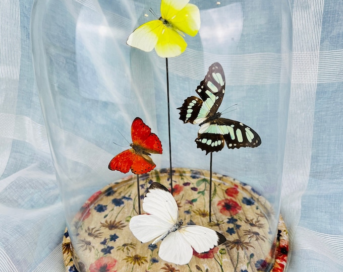 Real Butterflies Mix in Glass Dome on Decorated Base - Natural Home Decor