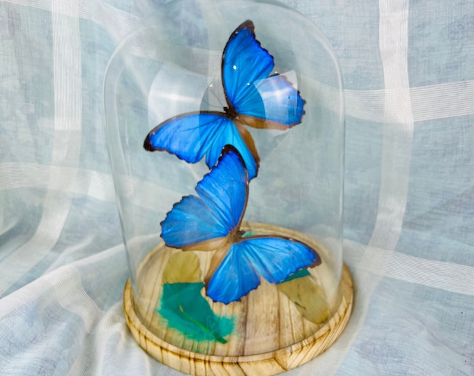 Handcrafted Butterfly and Feathers Terrarium - Morpho Didius Dome Display