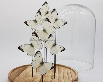 7 real butterflies Belenois Calypso in dome