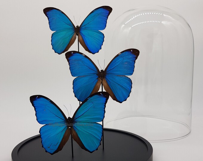 3 real butterflies Morpho Menelaus in dome
