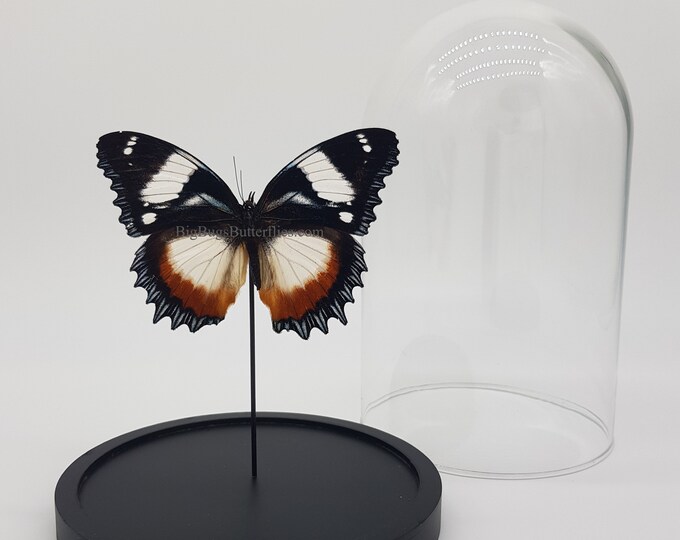 Real Hypolimnas Dexithea in dome - taxidermy entomology curiosa insect nature butterfly photography exotic natural deco