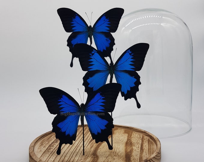 Real butterflies Papilio Ulysses in dome