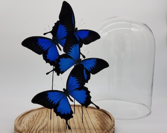 4 real butterflies Papilio Ulysses in dome