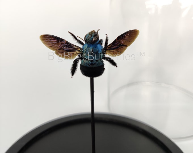 Real insect Blue Bumblebee Xylocopa Caerulea in dome - Blue Carpenter Bee