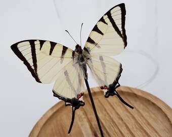 Echte vlinder Eurytides Agesilaus in koepel