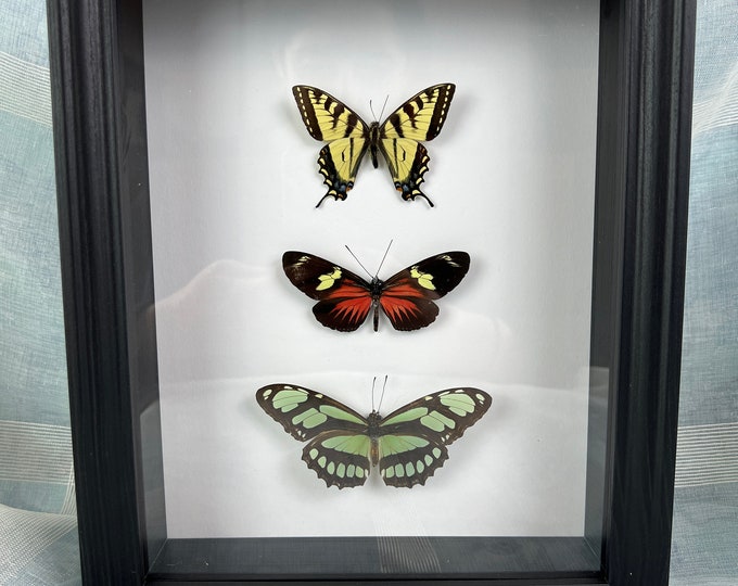 Canadian Tiger Swallowtail, Heliconius Melpomene and Philaethria Dido in frame