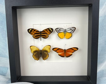 Framed real butterflies Mechanitis Lysimnia Cepora Aspasia Cymothoe Hypata Dryas Julia