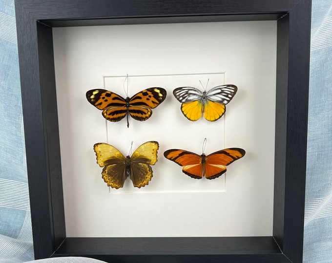 Framed real butterflies Mechanitis Lysimnia Cepora Aspasia Cymothoe Hypata Dryas Julia