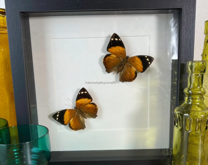 Framed real butterflies Smyrna Blomfieldia in frame