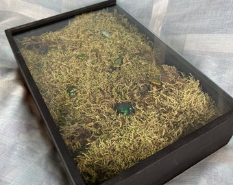 7 real beetles on moss in a box