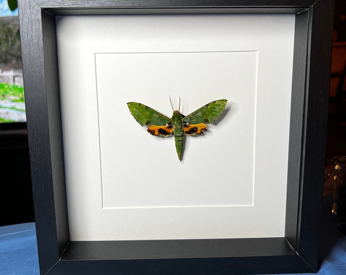 Framed insect cicade Euchloron Megaera