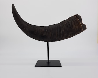 Real Water buffalo horn on stand