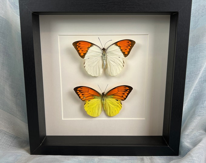 Framed real butterflies Hebomoia Glaucippe and Hebomoia Leucippe