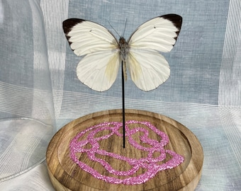 Real butterfly Ascia Bunaie in dome with pink glitter at the base