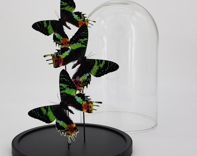 3 Real butterflies Urania Ripheus in dome