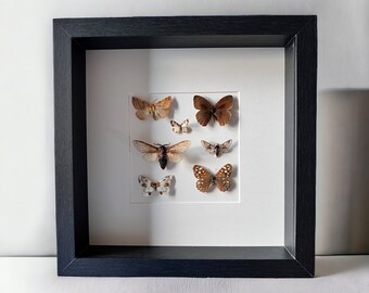 Framed real moths and butterflies mosaic