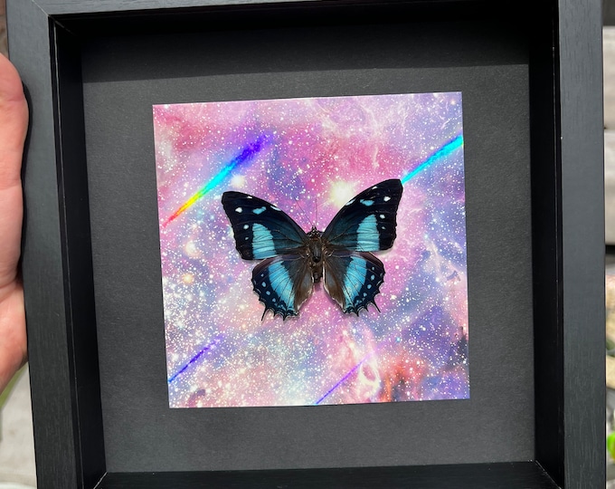 Framed real butterfly Baeotus Aeilus