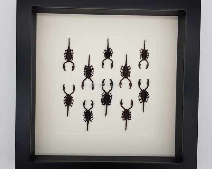 Framed real scorpions