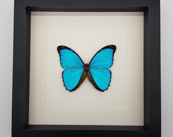 Framed real butterfly Morpho Menelaus