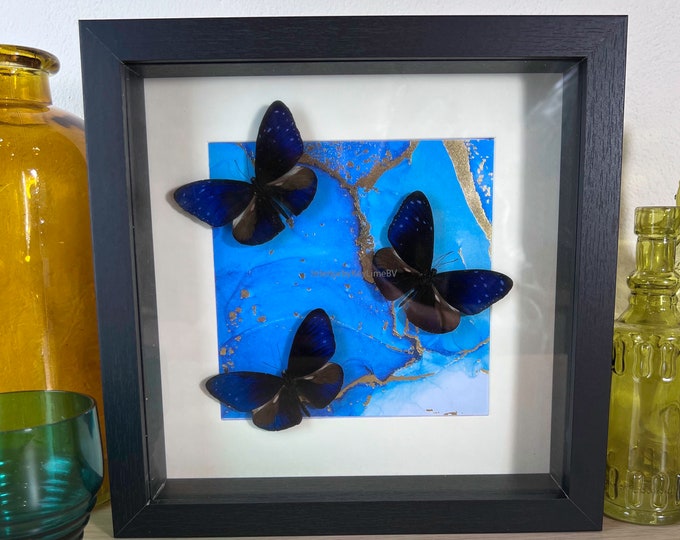 Framed real butterfly Euploea Mulciber and print in frame