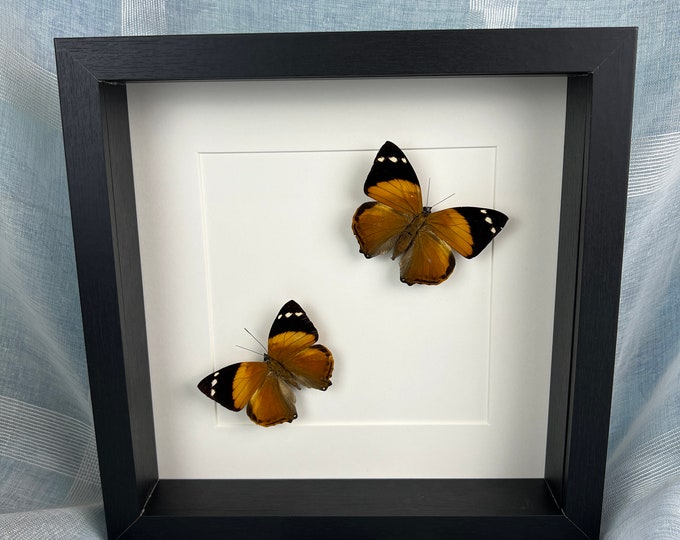 Framed real butterflies Smyrna Blomfieldia in frame