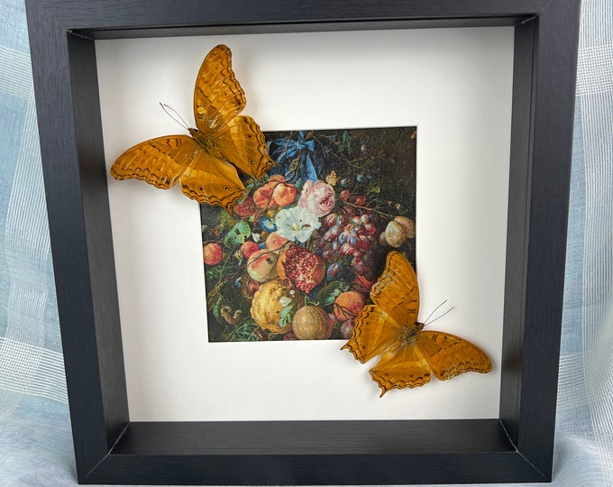 Framed real butterflies Vindula Arsinoe and print in frame